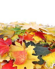 Naklejka na ściany i meble Frame of autumn maple leaves with copy space on white background
