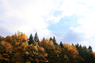 Fototapeta premium Autumn in the forest