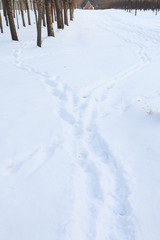 Fototapeta na wymiar Footprints in the snow forest