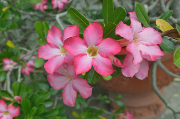 Azalea flowers and leaves