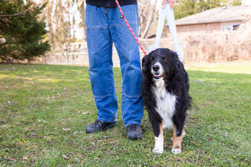 Fototapeta premium Post surgery dog goes for walk