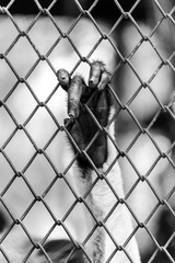 Black and white of Monkey hand touching a cage, lack of independence.