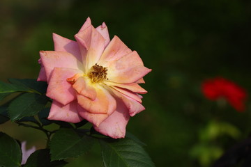 Rose /Beautiful Rose flower in the garden