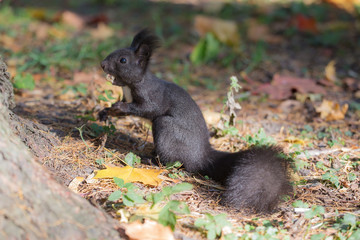Naklejka na ściany i meble black squirrel with a nut
