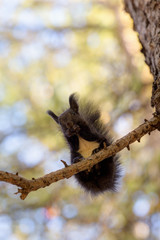 black squirrel on a tree