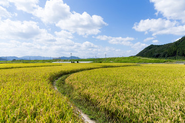 Fototapeta premium Footpath via Paddy rice meadow