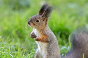 Naklejka na ściany i meble squirrel in the grass closeup