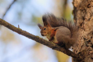 Portrait of a squirrel