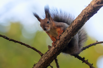 squirrel on a tree closeup