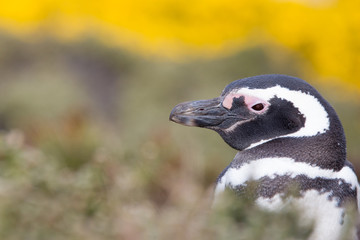 Magellanic penguin close up portrait.