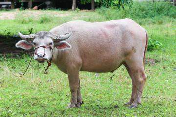 Abino  buffalo