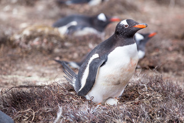 Female Gentoo Penguin on nest with egg