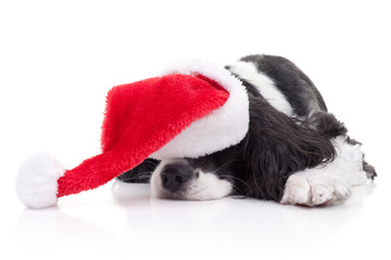 Dog Christmas Dreams Dressed Up In Santa Hat