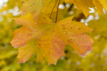 Autumn color of maple