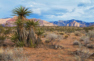 Desert of Red Rock Canyon in the Southwestern United States near Las Vegas