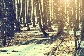 Trees in winter forest at sunset.