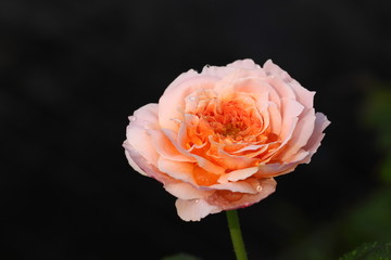 Rose /Beautiful Rose flower in the garden