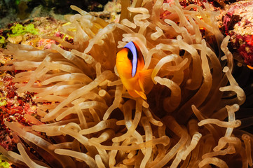 Clowfish IV