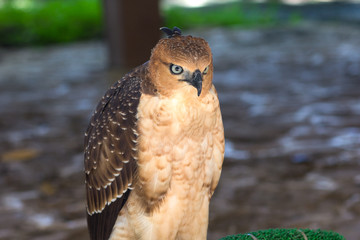beautiful female Common Kestrel (Falco tinnunculus)