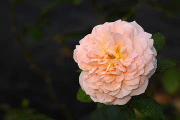 Rose /Beautiful Rose flower in the garden