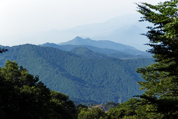 forê tde Castagniccia en haute Corse