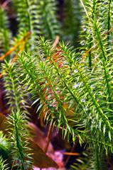 Stiff clubmoss (Lycopodium annotinum) in summer