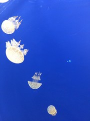 クラゲ