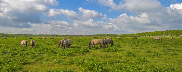 Fototapeta na wymiar Herd of horses in nature below a blue cloudy sky 