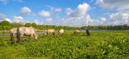 Herd of horses in nature below a blue cloudy sky  © Naj