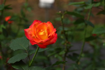 Rose /Beautiful Rose flower in the garden