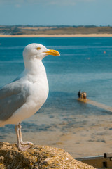 Seagull on the seaside