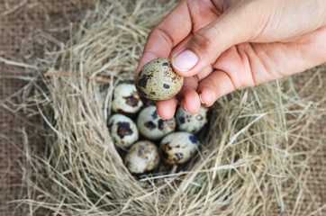 hand pick quail egg from a nest - selecting best product concept