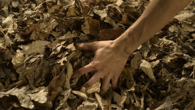 Grabbing piles of dried leaves shooting with high speed camera, phantom flex.