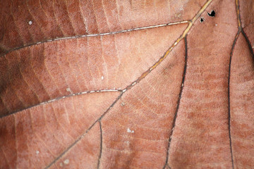dry brown leaf texture