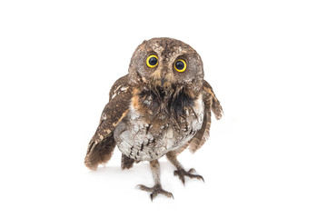 Oriental scops-owl isolate on white background