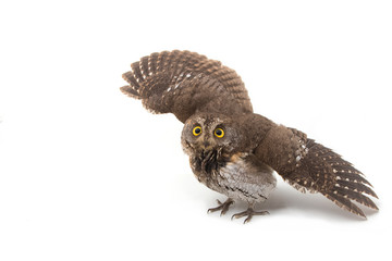Oriental scops-owl isolate on white background