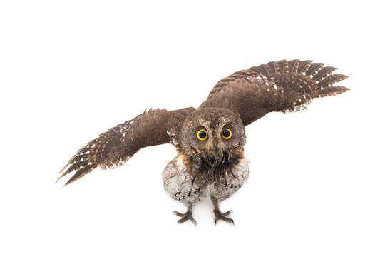 Oriental scops-owl isolate on white background
