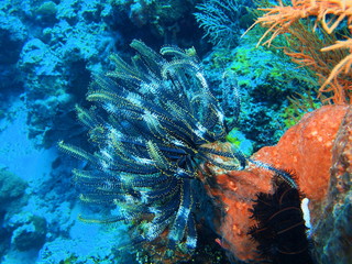 Crinoid, Island Bali