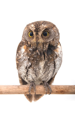 Oriental scops-owl isolate on white background