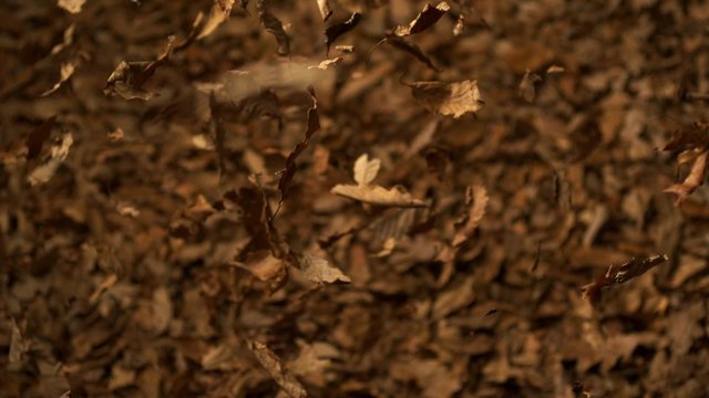 Dried leaves falling on black background shooting with high speed camera, phantom flex.