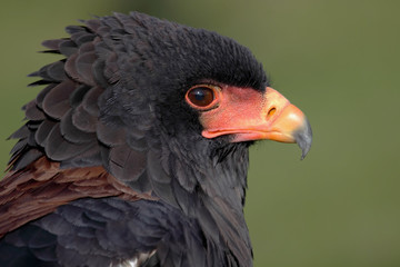Portrait of a beautiful eagle