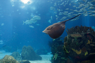 Beautiful aquarium ray
