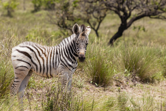 Zebra calf wilderness park reserve