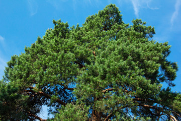green spruce on a sky background