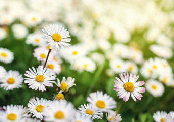 Fototapeta na wymiar white daisy flowers