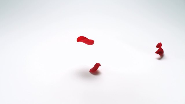 Faling red rose petal shooting with high speed camera, phantom flex.