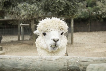 Alpaca in zoo