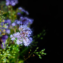 Purple Wildflowers on Dark Background