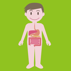 human digestive organs, simplified illustration