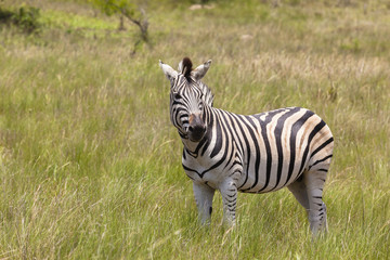 Fototapeta na wymiar Zebra wildlife animal wilderness park